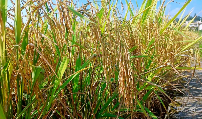 1694654275748923.png 圖片2.png